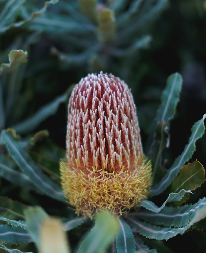 Banksia-Robur-Blütenkerze in Rot und Gold
