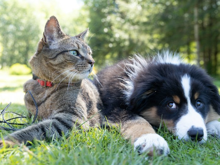 Katze und Welpe liegen entspannt nebeneinander im Gras