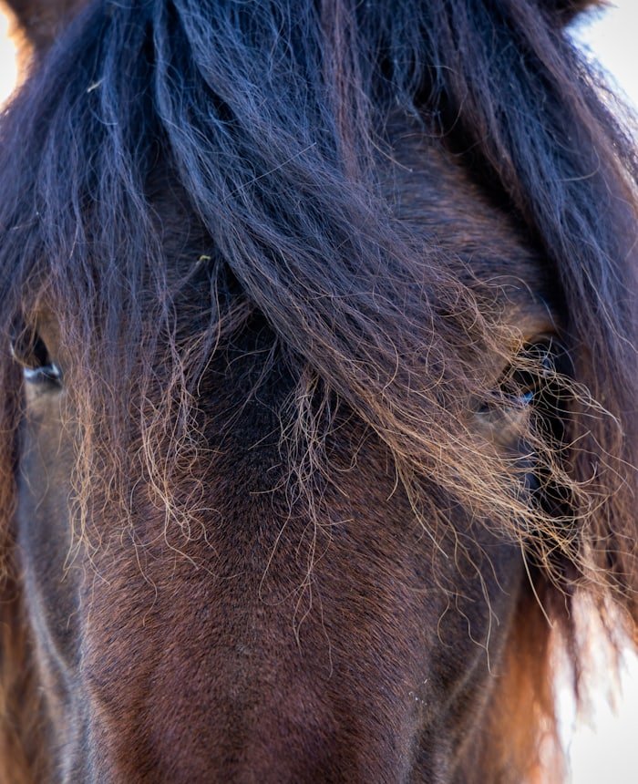 Pferd von nah, Blick durch die Mähne