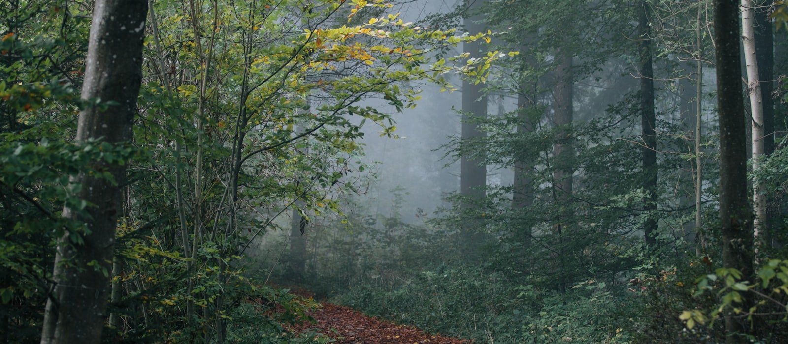 Nebliger Waldweg im Herbstlicht