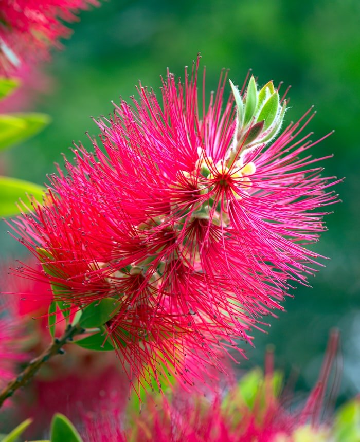 Leuchtend rote Bottlebrush-Blüte