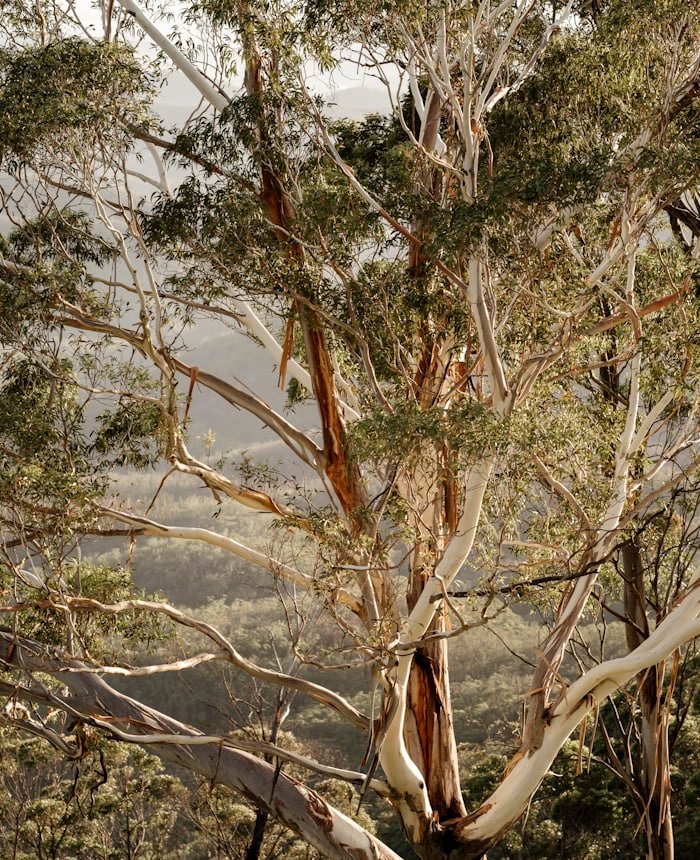 Eukalyptuswald im australischen Busch