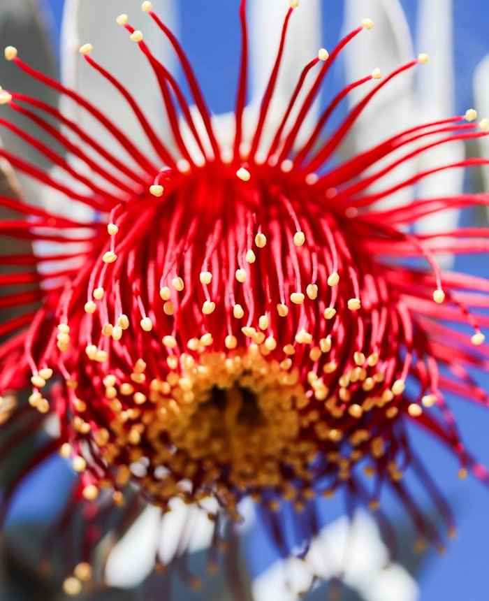 Rote Eukalyptusblüte (Macrocarpa)