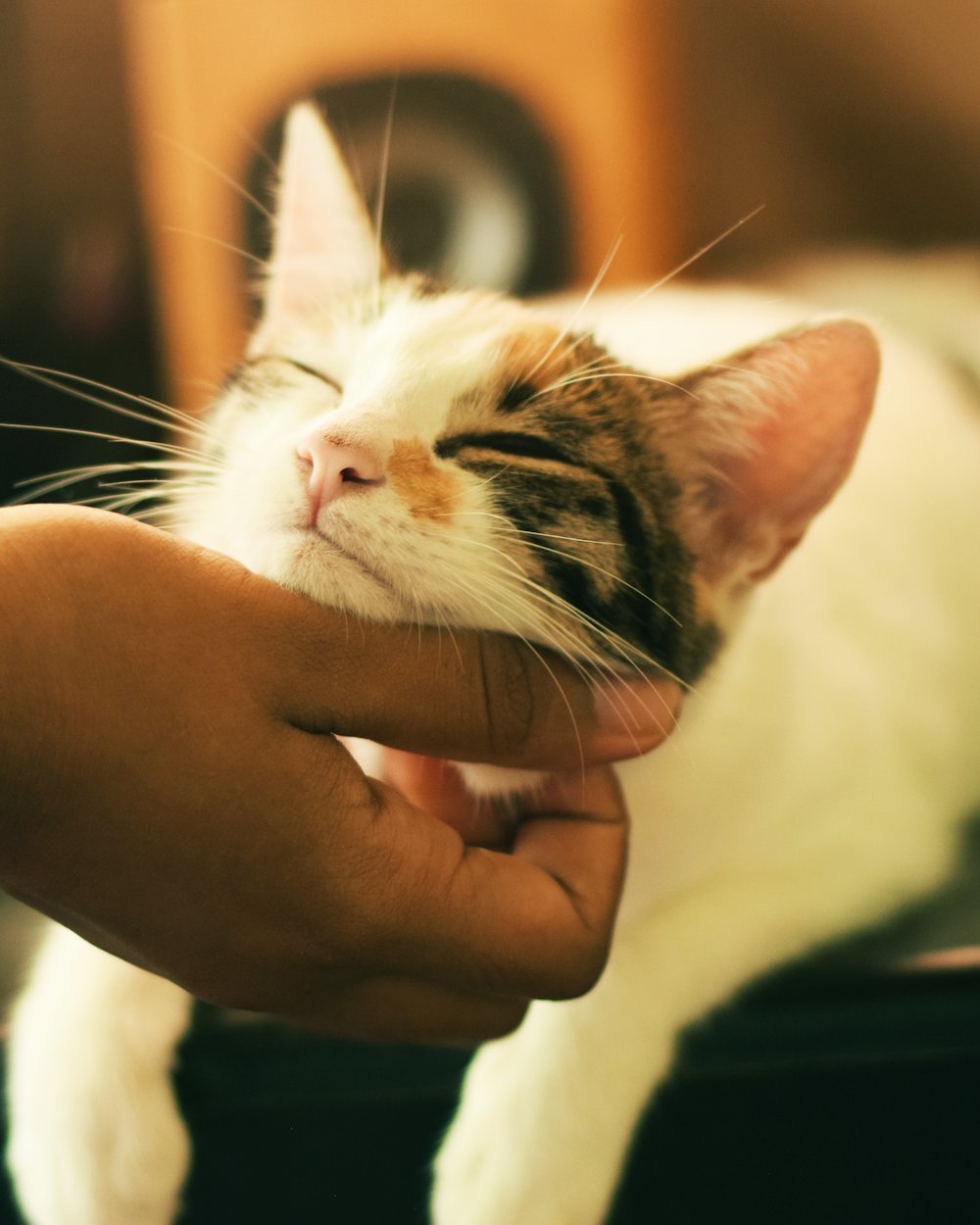 Hand streichelt sanft eine schlafende Katze
